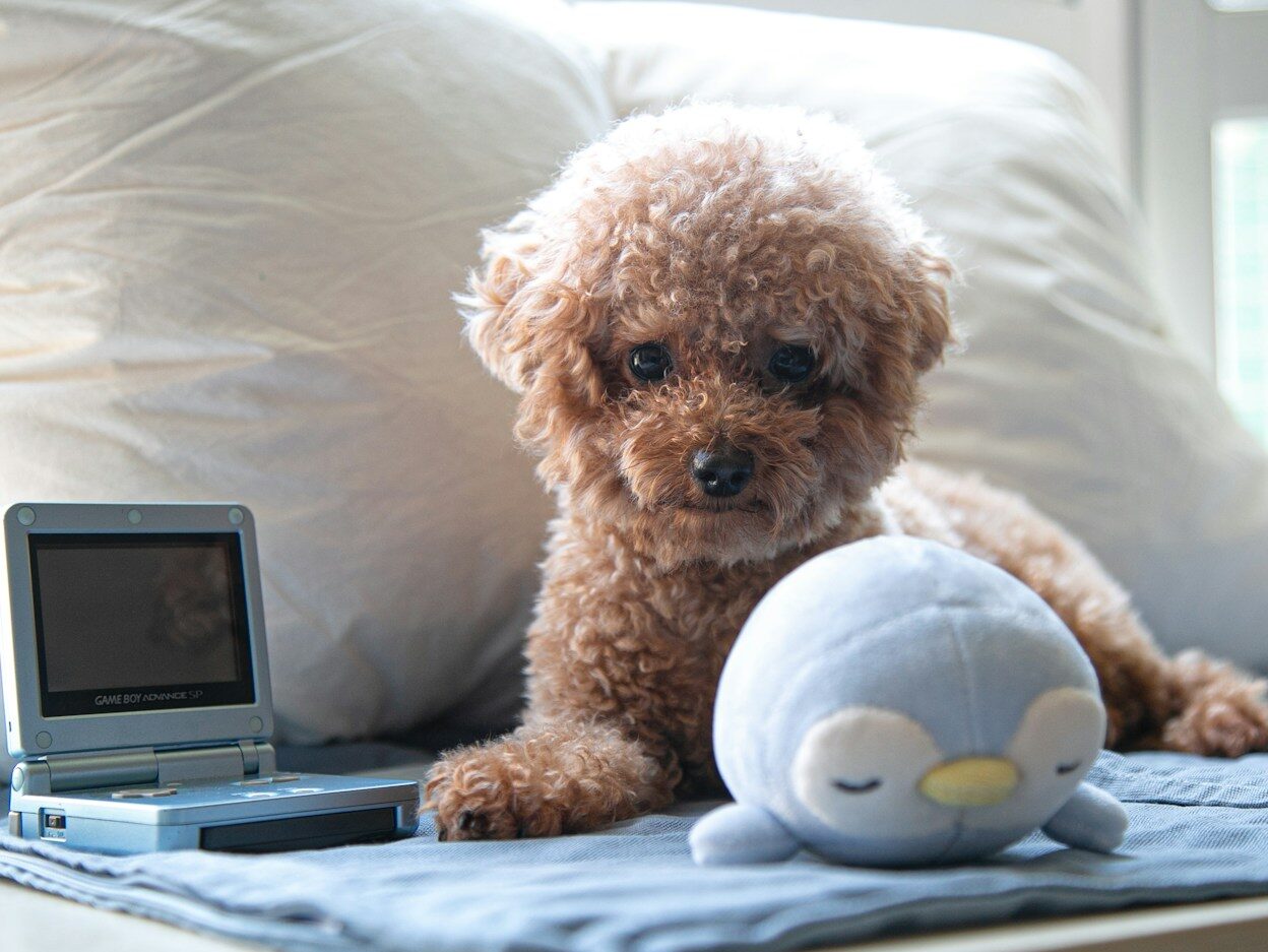 brown toy poodle on bed