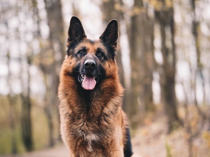brown and black german shepherd on brown dirt during daytime