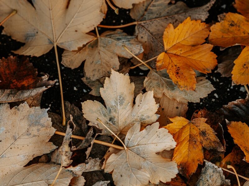 brown and gray leaves on ground