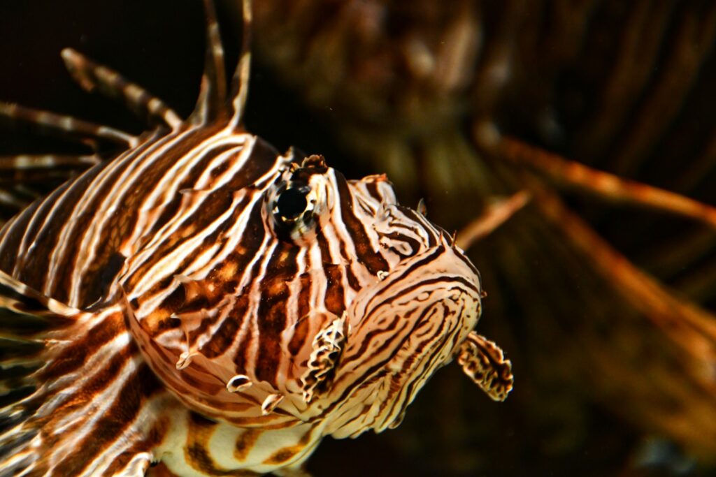 a close up of a snake