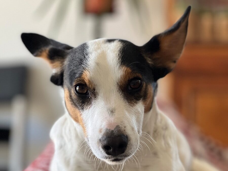 a dog is sitting on a blanket on a couch