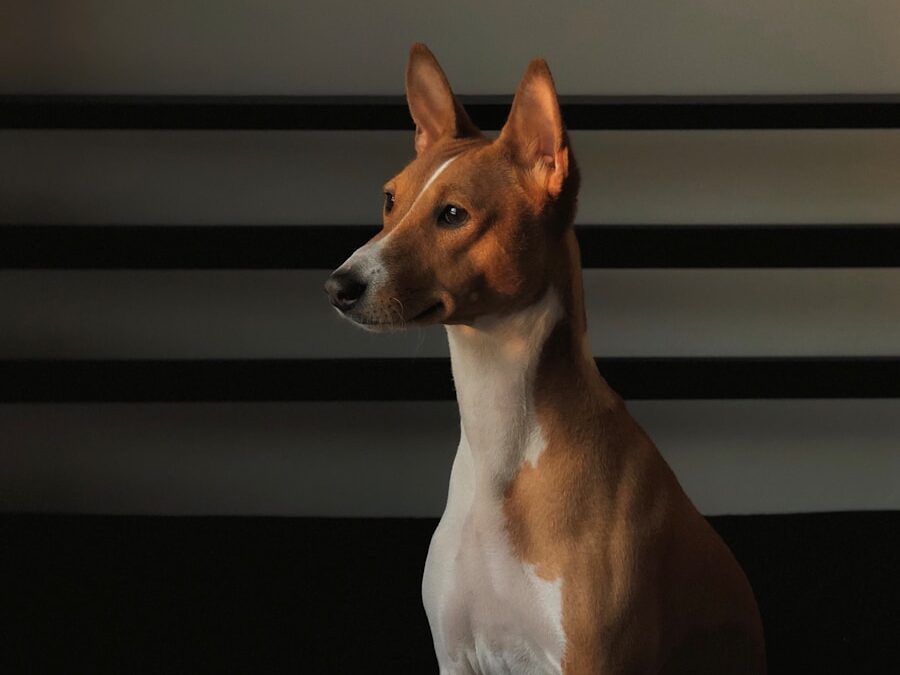 adult tan and white basenji sitting on black textile