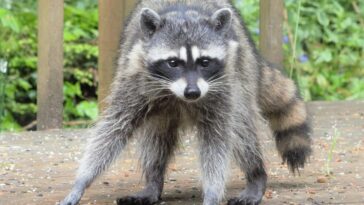 a raccoon standing on a dirt road in front of trees