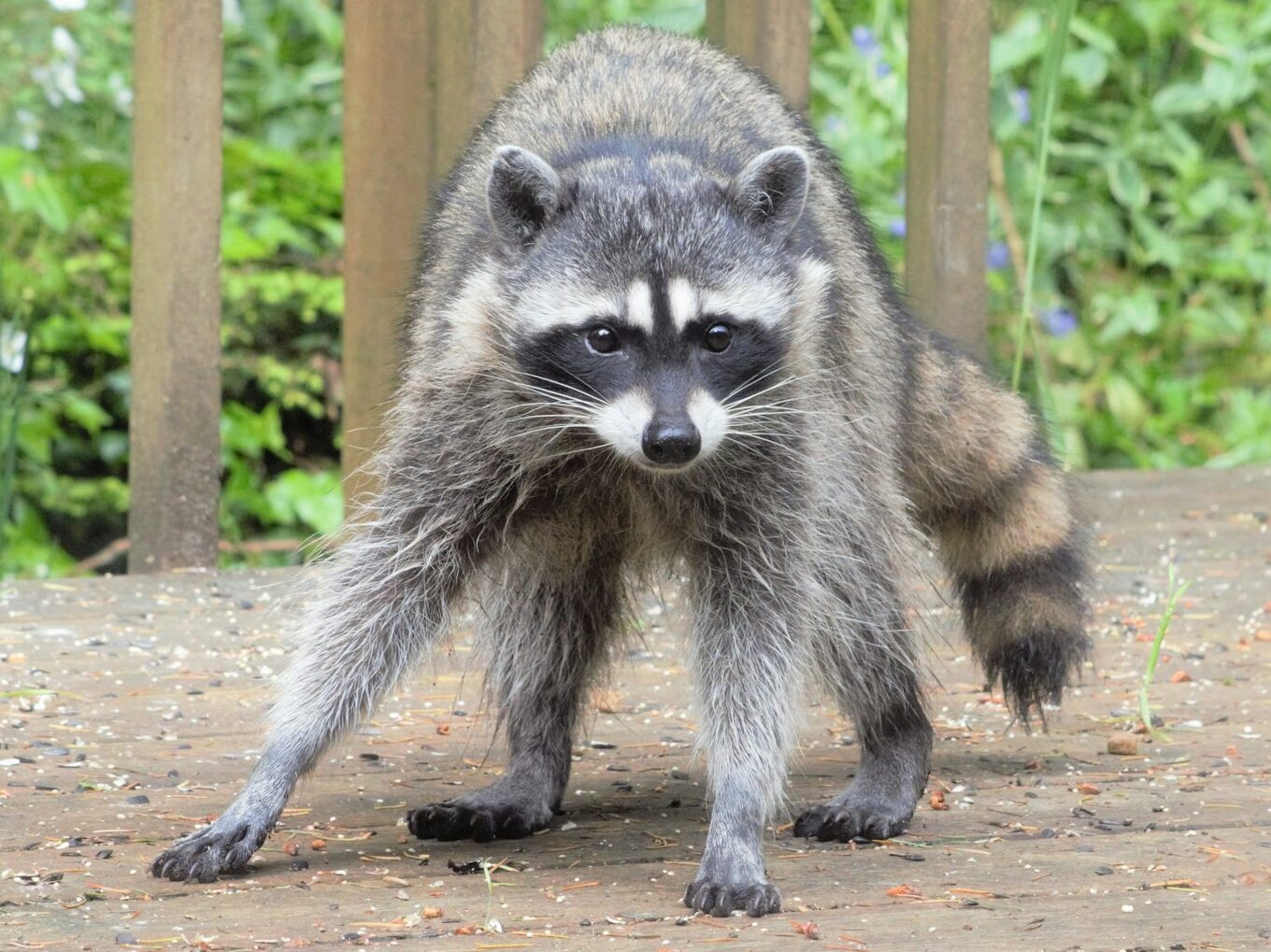 a raccoon standing on a dirt road in front of trees