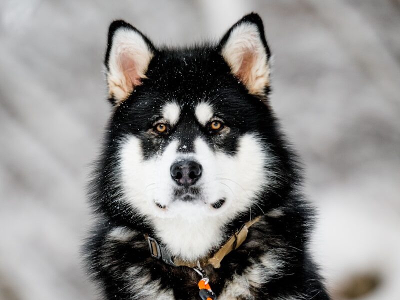 a black and white dog sitting in the snow