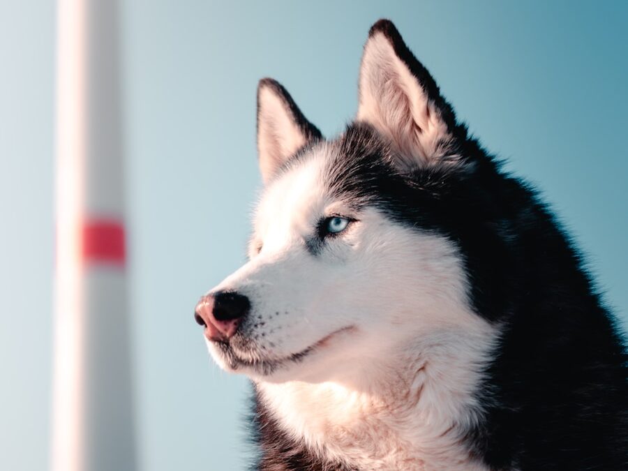 black and white siberian husky