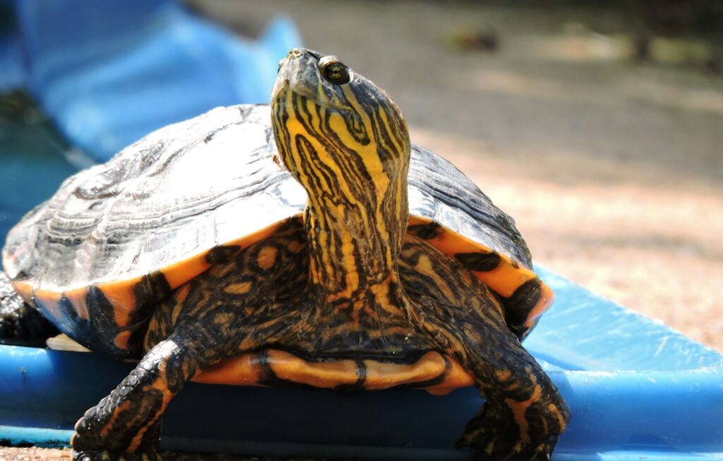 black and yellow turtle on blue textile