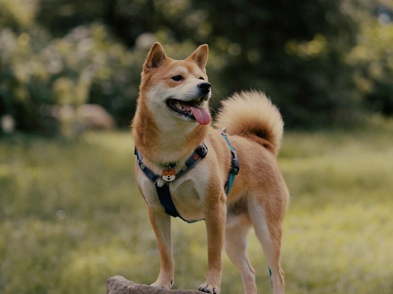 a dog standing on a rock