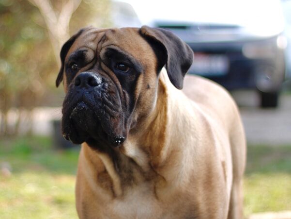 a brown dog standing on top of a lush green field