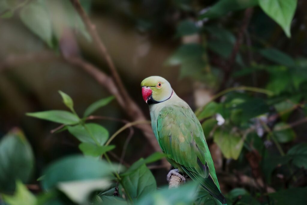 a green bird perched on top of a tree branch