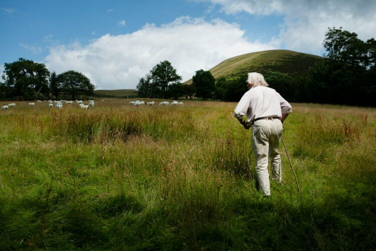 a man walking through a field with sheep in the background
