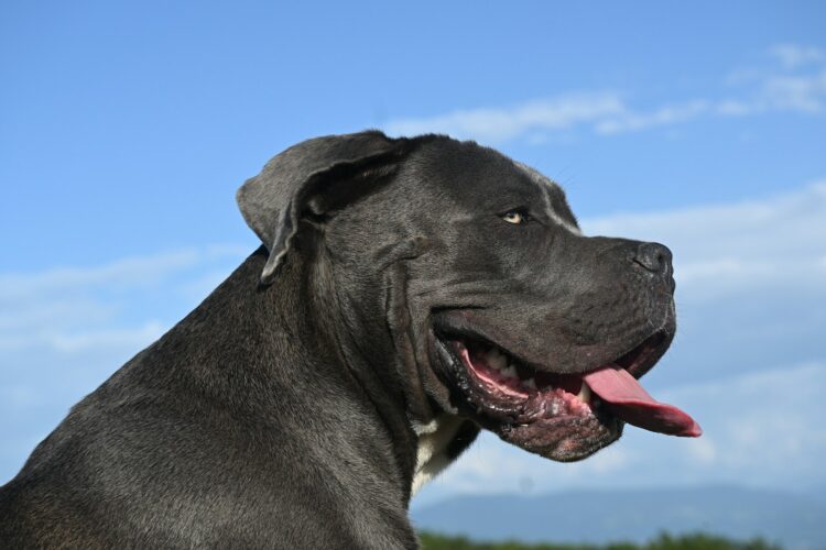 a large black dog with its tongue out