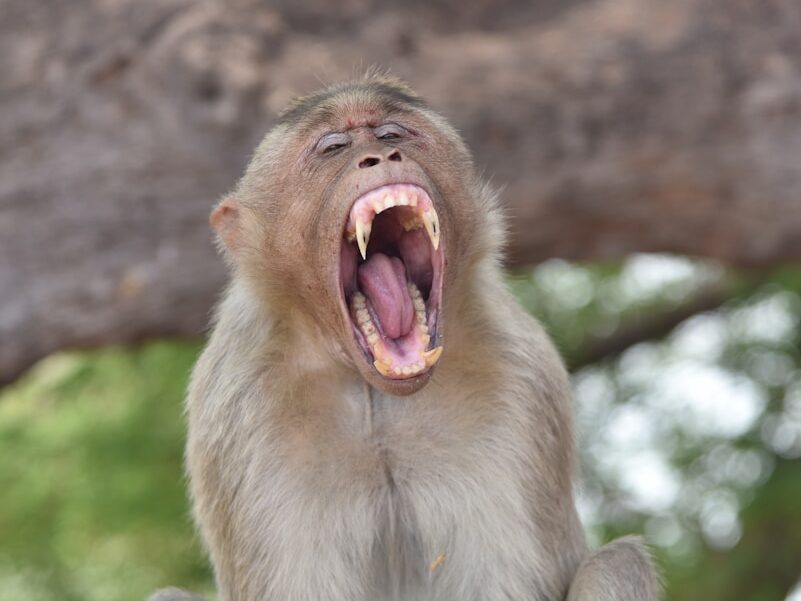 brown monkey on brown tree branch during daytime