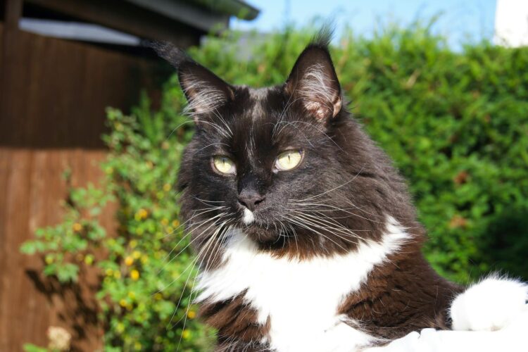 Close-up of a black and white Maine Coon cat enjoying a sunny day in a garden.