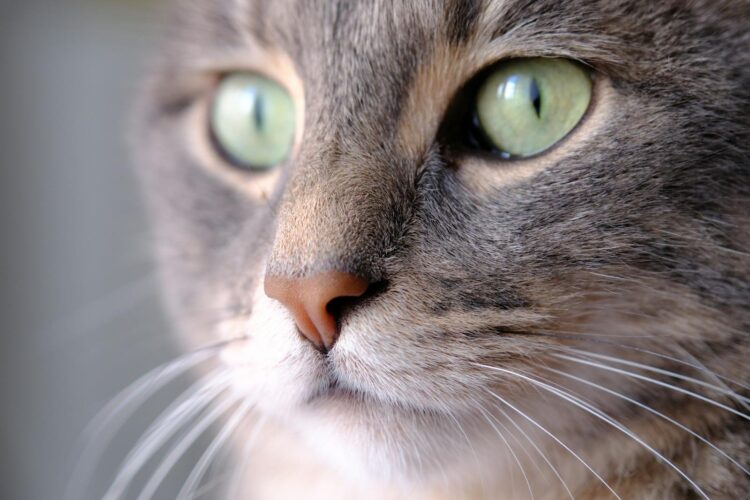A detailed close-up of a cat's face showcasing its striking green eyes and whiskers.