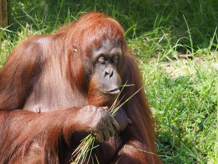 brown monkey lying on green grass during daytime