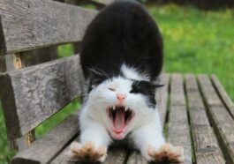 a black and white cat yawning on a wooden bench