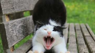 a black and white cat yawning on a wooden bench