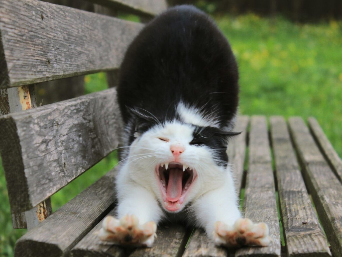 a black and white cat yawning on a wooden bench