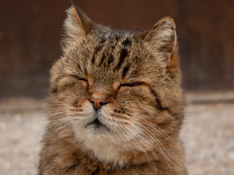 brown tabby cat on gray concrete floor