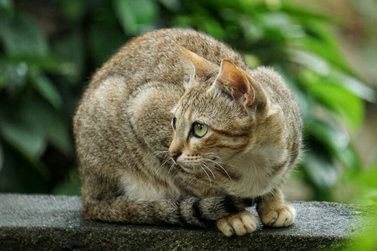 selective focus photo of brown tabby cat