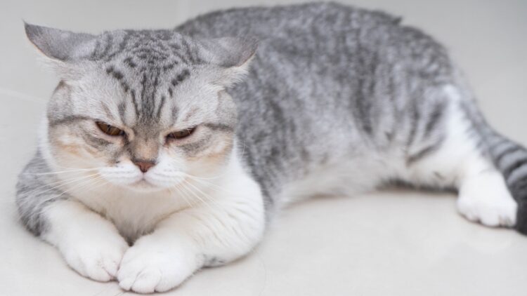 white and grey cat lying on white floor