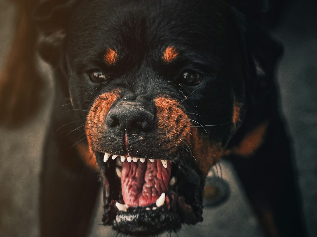 a dog with its mouth open