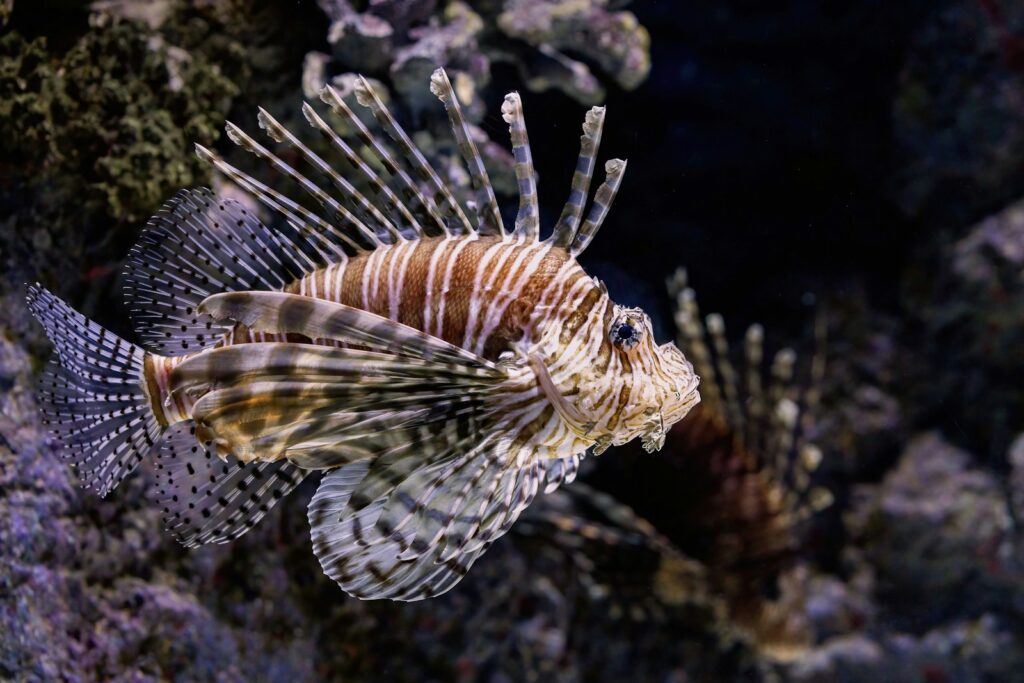 A lionfish swims near coral reefs.