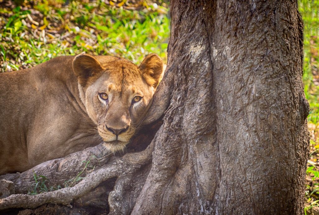 a lion resting in the shade of a tree