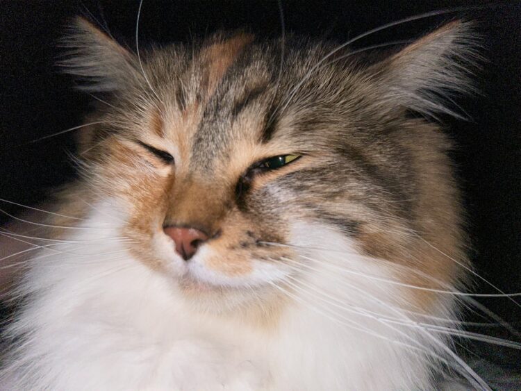 a close up of a cat with its eyes closed