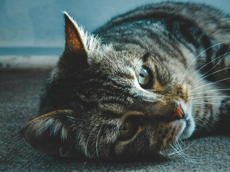 brown tabby cat lying on floor