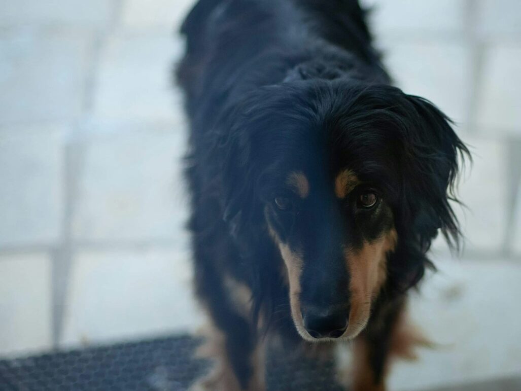 long-fur brown and black dog on floor