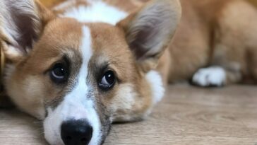 a brown and white dog laying on top of a wooden floor