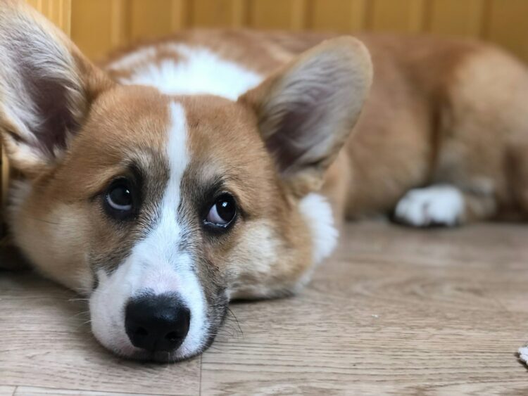 a brown and white dog laying on top of a wooden floor