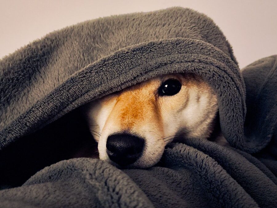 a dog peeking out from under a blanket