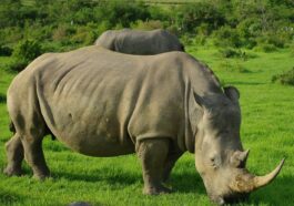 grey rhinoceros on green grass field during daytime