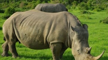 grey rhinoceros on green grass field during daytime