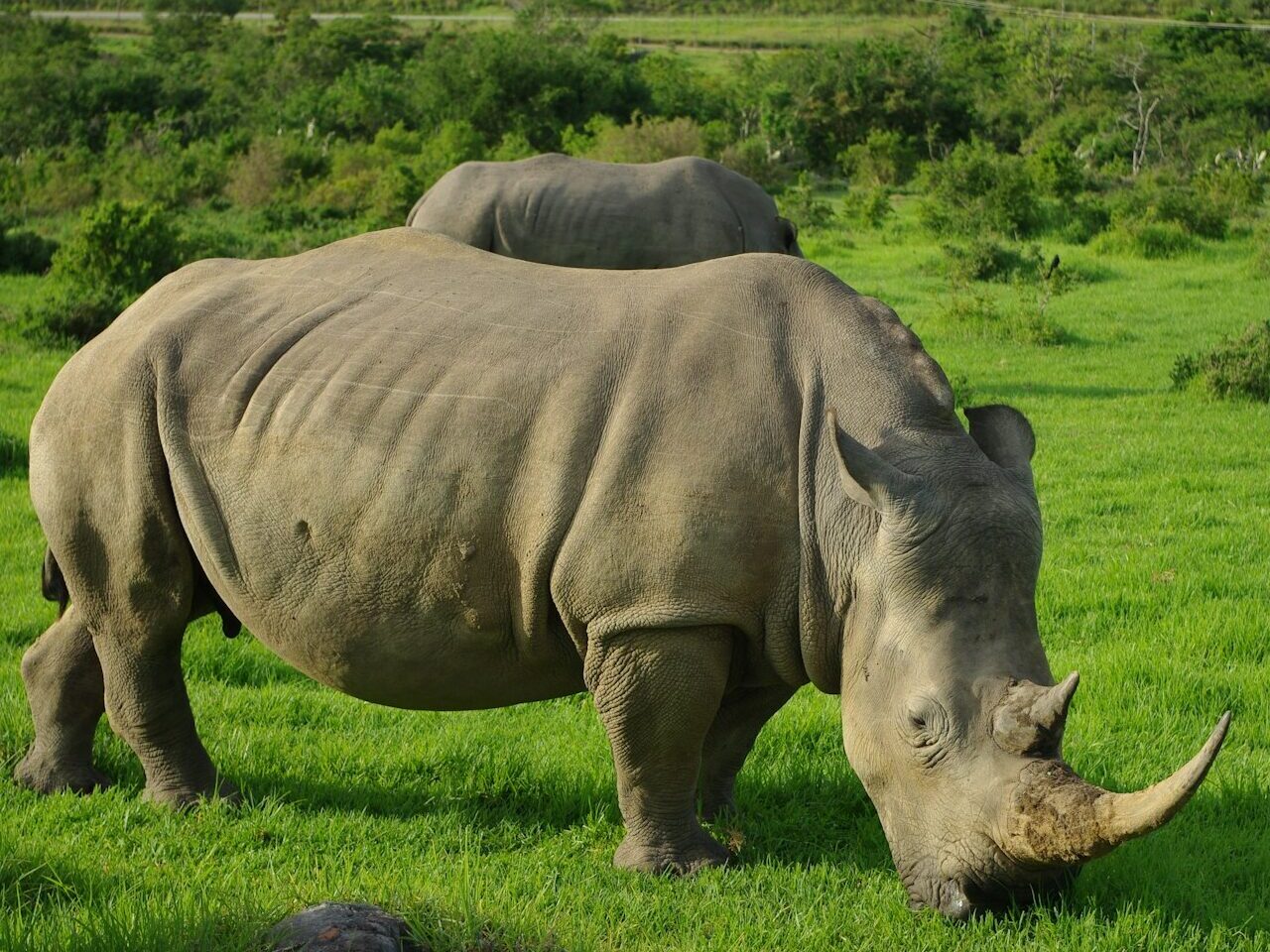 grey rhinoceros on green grass field during daytime