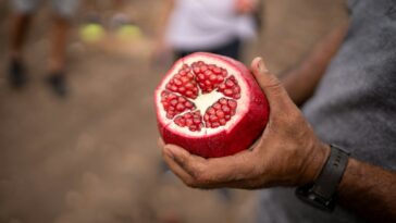 a close up of a person holding a pomegranate