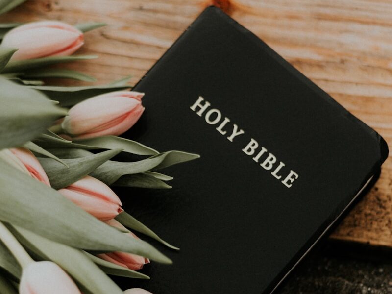 Holy Bible under pink tulips