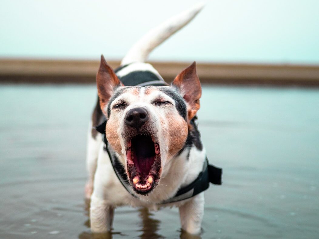 white and black short coat dog running on water during daytime