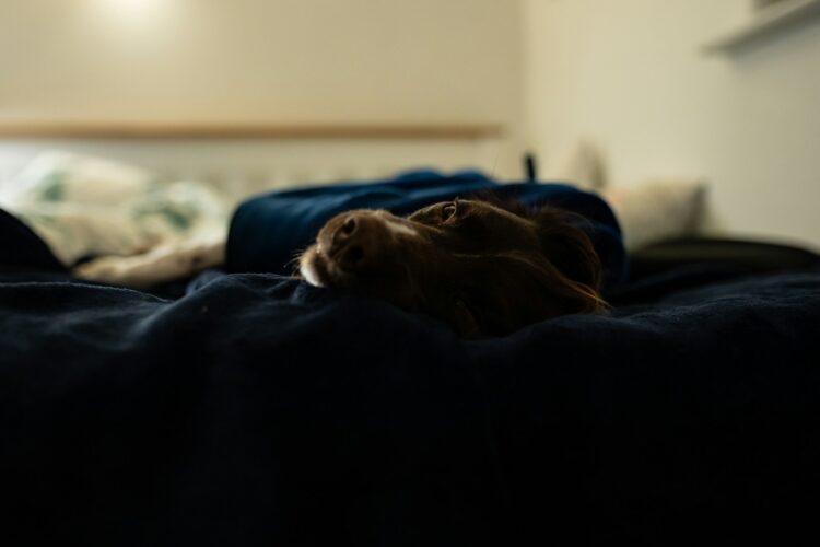 brown short coated dog lying on black textile