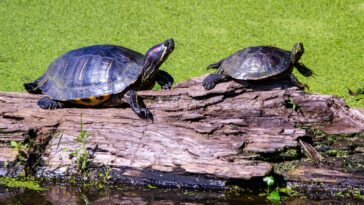 black and brown turtle on brown wooden log