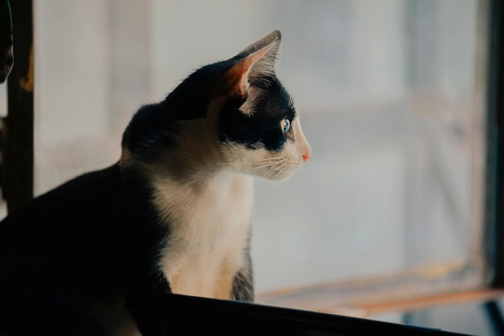 A black and white cat gazes outside with curiosity through a window, indoors.