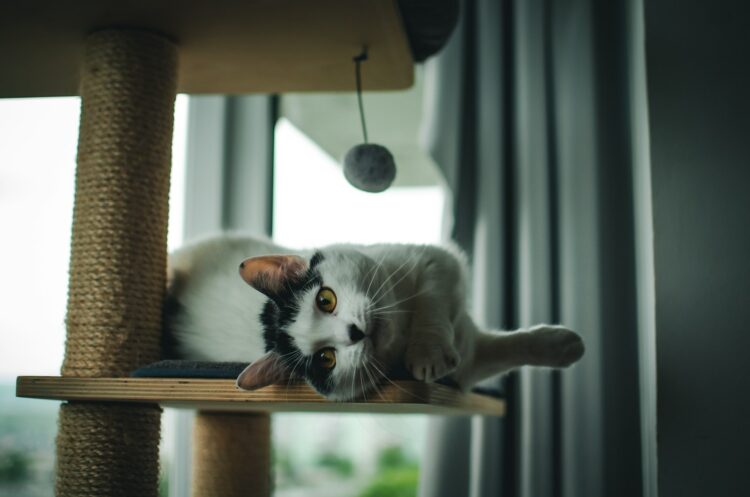 a black and white cat laying on top of a cat tree