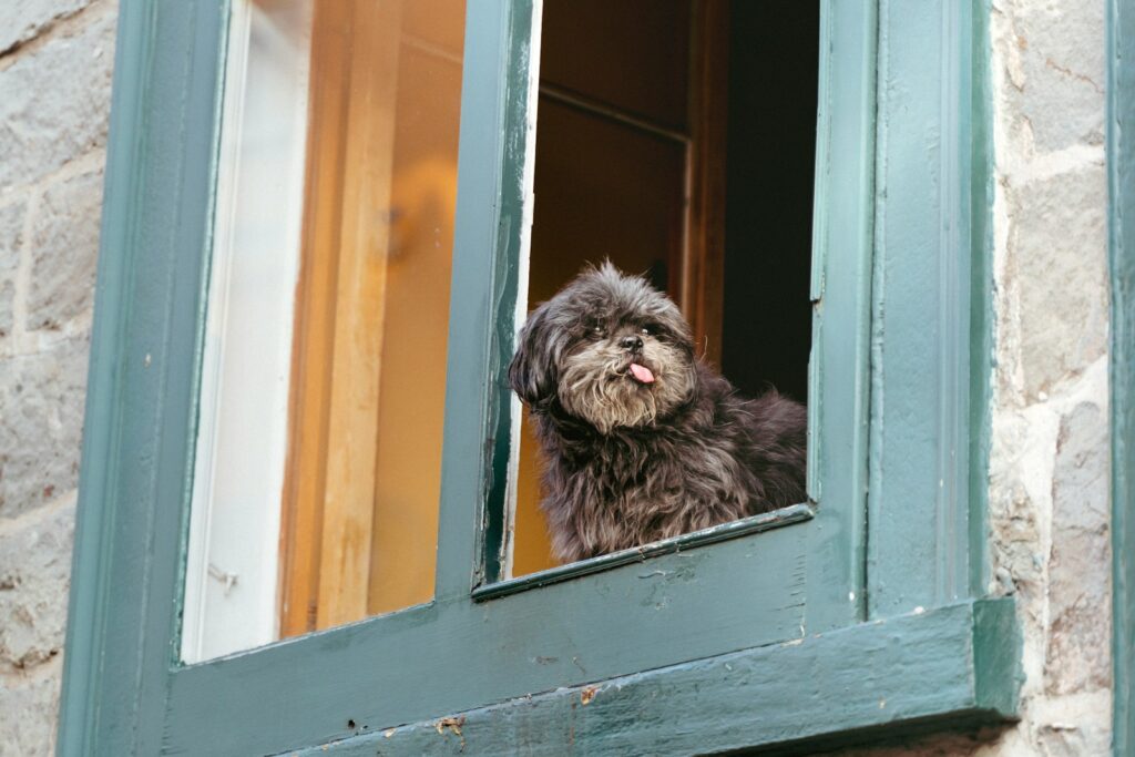 A dog is looking out of a window