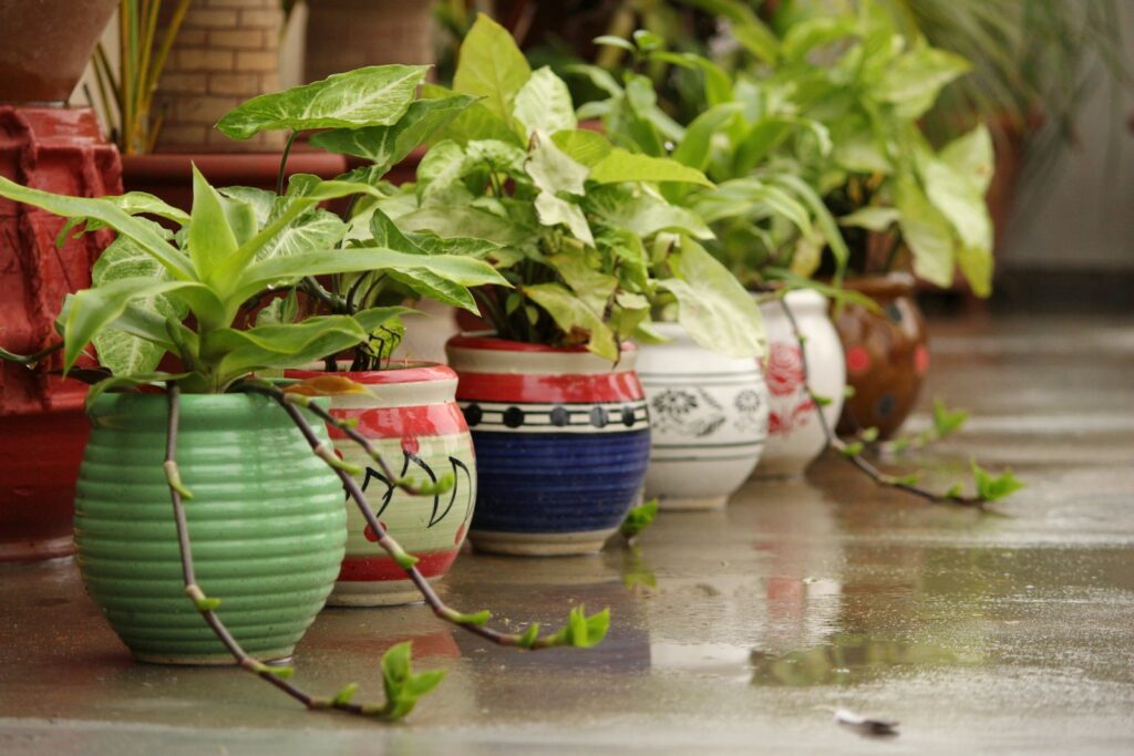 green plant on white ceramic pot