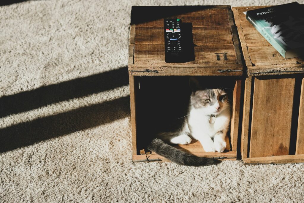 white and black cat on brown wooden box