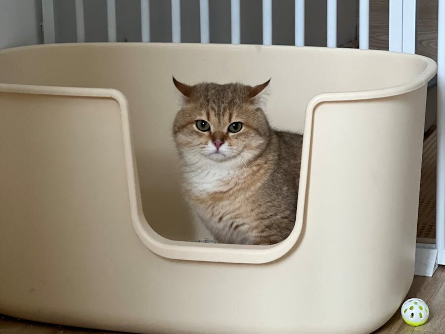 Cute cat sitting comfortably in a beige indoor box with toy.