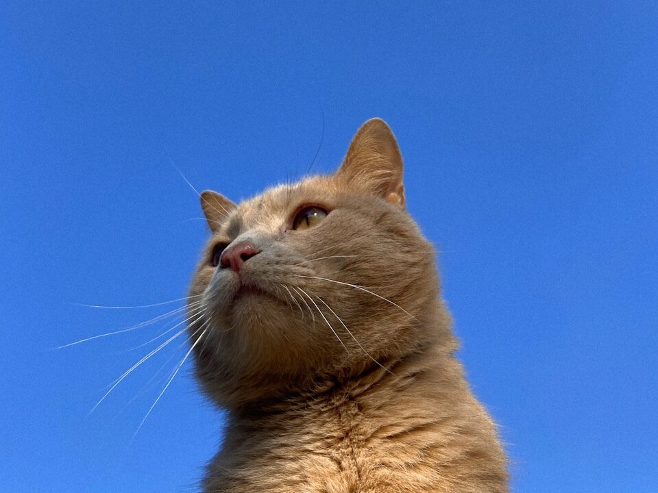 a close up of a cat with a blue sky in the background